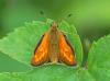 Ochlodes sylvanus